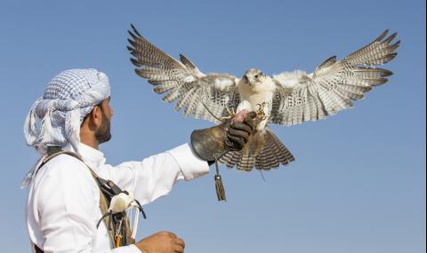 Продадоха най-скъпия сокол в света за...  - 1