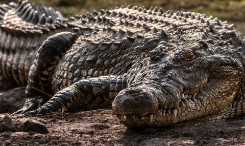 Най-големият крокодил в света празнува 120-ия си рожден ден (ВИДЕО) - 1