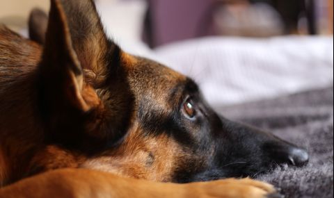 345 килограма наркотици бяха открити от турски митничари  - 1