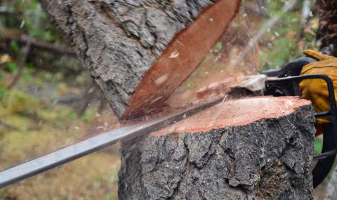 Отсечено дърво затисна и уби работник край Белоградчик - 1