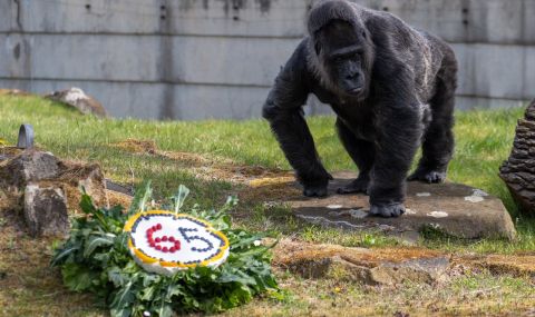 Най-възрастната горила на света навърши 65 г. - 1