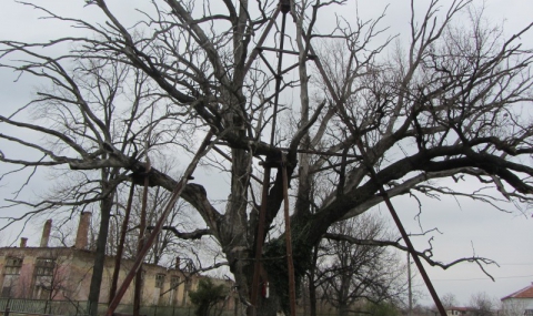 Най-старото дърво в Европа е в село Гранит - 1