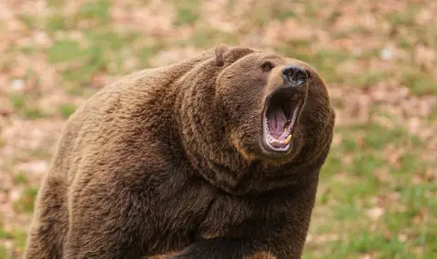 Извънредно положение в Япония заради бум от нападения от мечки  - 1