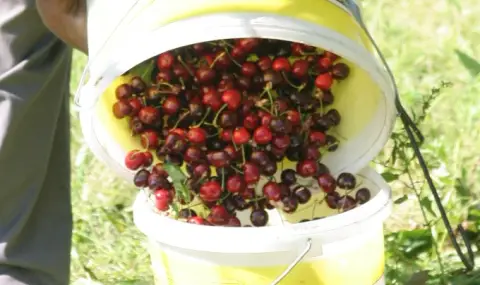 The price of cherries is affordable  - 1