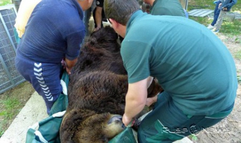 Пренасят мечки от Русе в резервата в Белица - 1