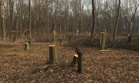 Бракониери отсякоха 180 дървета край Сандански - 1