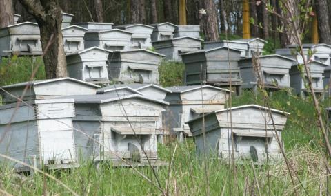 Пчеларите са в безизходица – пчелите са натровени, няма продукция - 1
