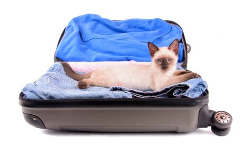 Откриха жива котка в чекиран багаж (СНИМКА) - 1