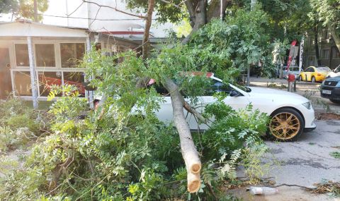 Заради силния вятър в София: 8 сигнала за паднали дървета  - 1