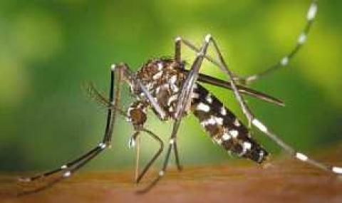 Защо комарите хапят точно нас? - 1