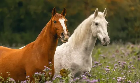 Създадоха първите генномодифицирани коне - по-големи, по-силни и по-бързи - 1