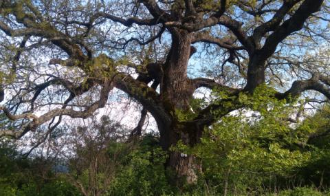 300-годишен дъб е любимото дърво на България - 1