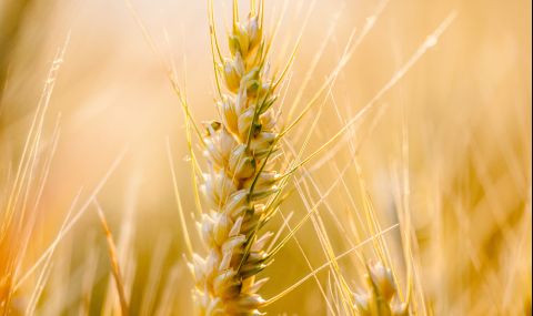 Цената на пшеницата скочи рязко, след като Индия забрани износа - 1