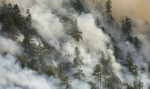 Пожар изпепели 10 декара иглолистна гора в Смолянско - 1
