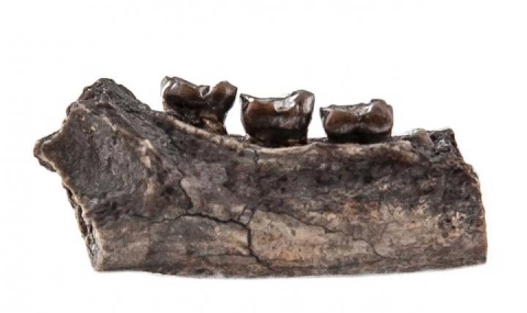 Откриха нов вид, изчезнал преди милиони години - 1