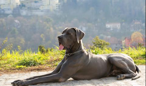 Най-високото куче в света с нов рекорд (СНИМКИ) - 1