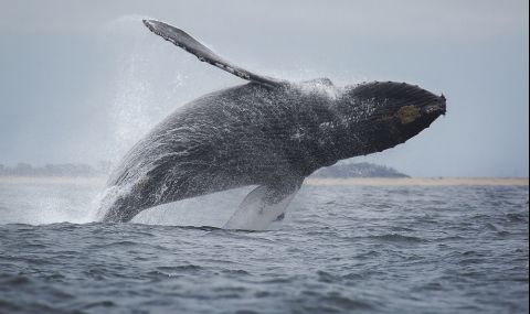 Океанът изхвърли 19-метров кит на брега (СНИМКИ) - 1