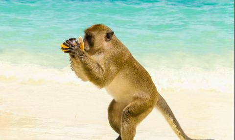 Пияни маймуни нападат туристи на плаж в Тайланд (ВИДЕО) - 1