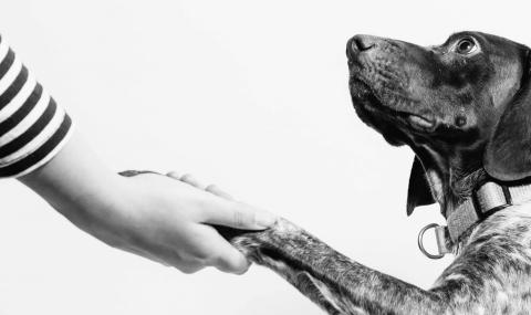 Как да разбираш домашния си любимец?  - 1