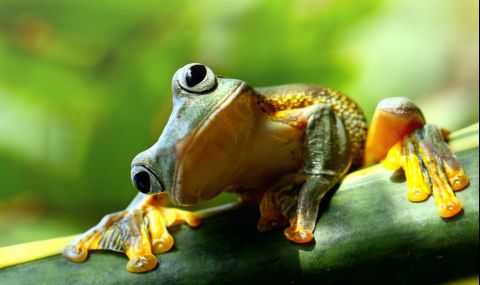 Откриха шест нови вида жаби в Мексико - 1