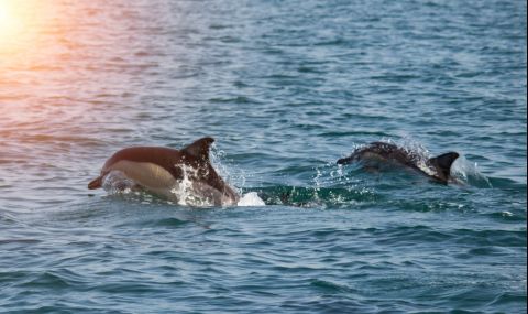 Ето колко са делфините в Черно море  - 1