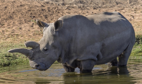 Умря последният в света мъжки северен бял носорог - 1