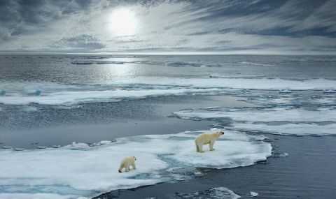 На изчезване са канзаските полярни мечки - 1