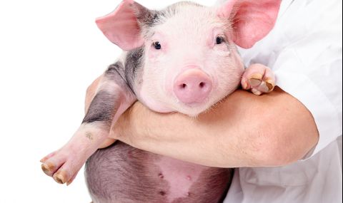 Учени съживиха органи на умрели прасета - нови възможности за правенето на трансплантация - 1