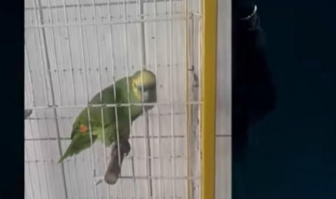 Този папагал успешно може да замени Риана (ВИДЕО) - 1