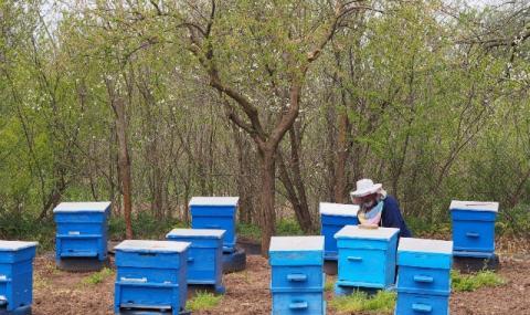 70% от пчелите в Тервелско са унищожени - 1