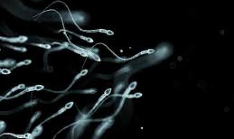 Човечеството е на път да изчезне, защото... сперматозоидите изчезват - 1