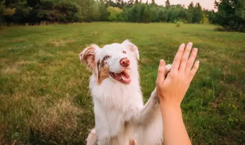 Учени разработиха лекарство, удължаващо живота на кучетата поне с година - 1