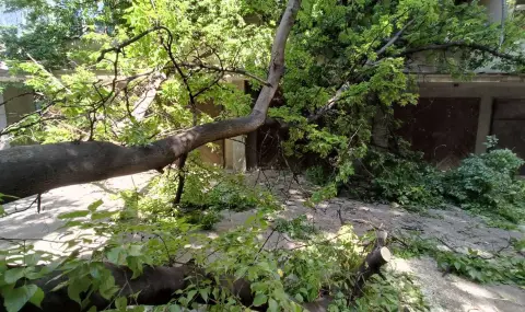 Вятърът в Благоевград събори две дървета - 1
