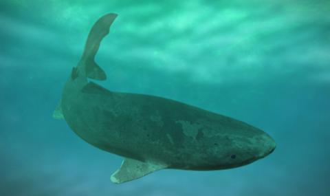 Откриха жива акула на 500 години - 1