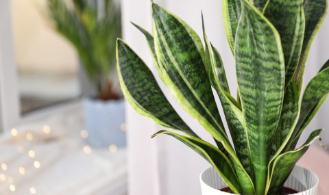 5 растения, които пречистват въздуха вкъщи - 1