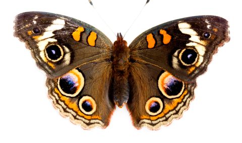 Нов вид пеперуда ще носи името на злодей от "Властелинът на пръстените" - 1