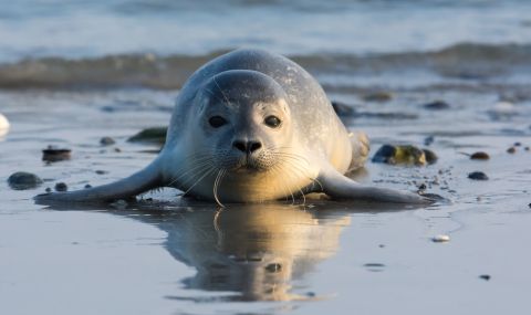 Стотици мъртви тюлени от застрашен вид бяха изхвърлени край Каспийско море - 1