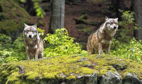 Глутница вълци нападат стадата в Микрево - 1