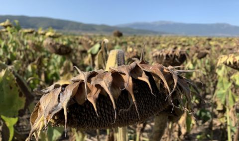 Безводието причини сериозни щети на реколтата от царевица и слънчоглед в Добруджа - 1