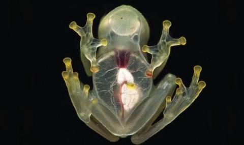 Феноменална &quot;стъклена&quot; жаба е поредната странна хрумка на природата (ВИДЕО) - 1