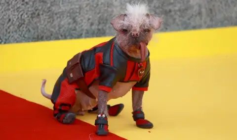 Избраха най-грозното куче в света (СНИМКИ) - 1