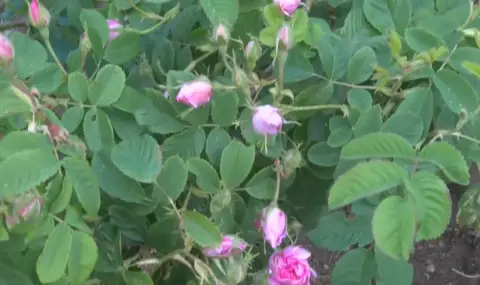 Студът е попарил голяма част от маслодайните рози - 1