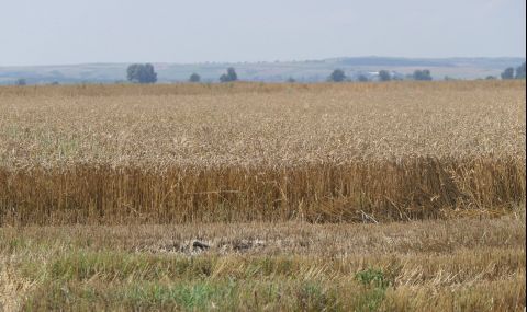 Изгоряха 600 декара пшеница в Тервелско - 1