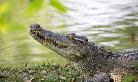 Крокодил завлече дете към водата в известен курорт - 1