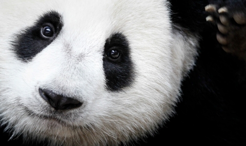 Гигантската панда вече не е изчезващ вид - 1