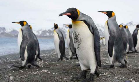 Кралските пингвини са обречени на изгнание - 1