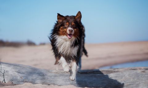 Куче измина 240 км по ледовете на Берингово море, за да се върне у дома - 1