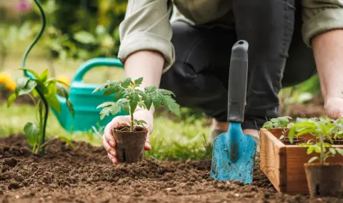 Февруарската резитба: кои растения да подготвим за силен старт на сезона - 1