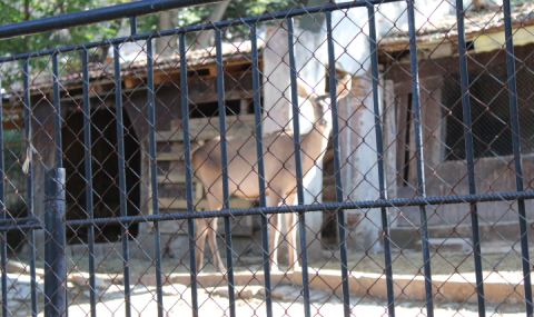 Тревога в Благоевград заради отровени животни в зоопарка - 1