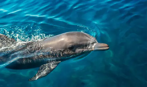 Редкият Иравадийски делфин ражда отново - надежда за застрашения вид - 1